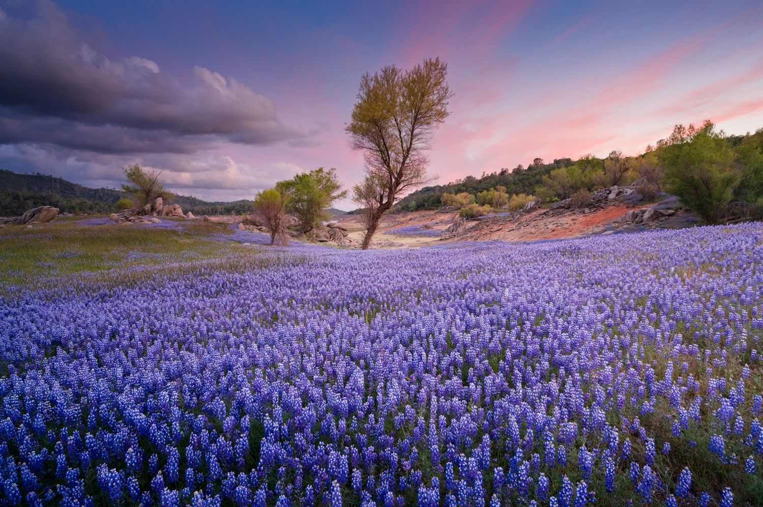 A vibrant field of blue lupine flowers blooms beneath a dramatic sunset sky with scattered trees on rolling hills.