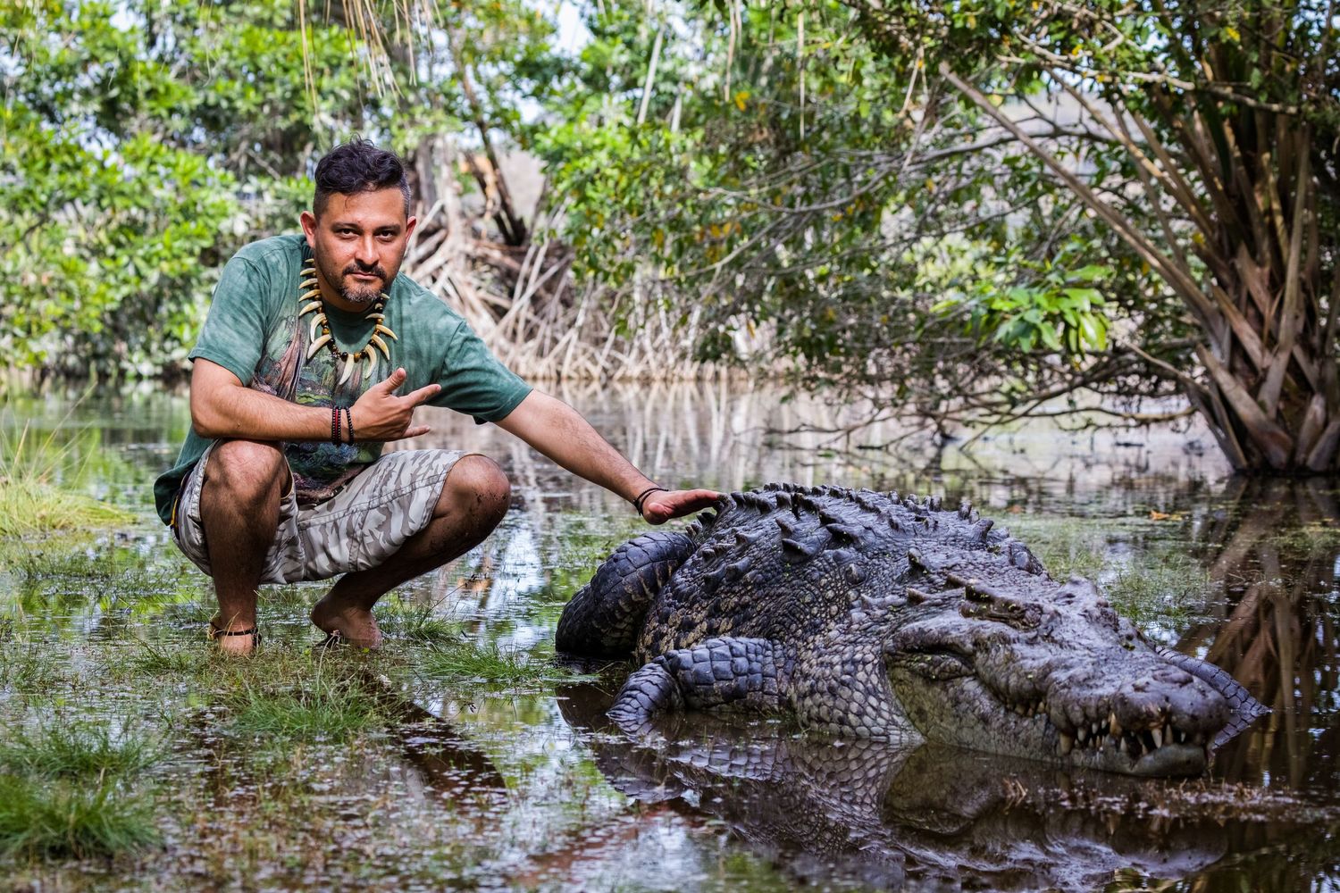 Wildlife handlers work with a large alligator in shallow swamp waters.