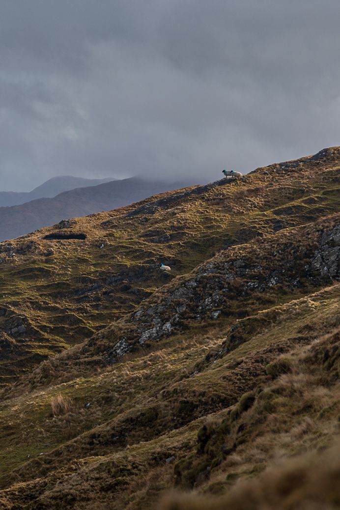 sheep on the Ben Baun in Connemara national park