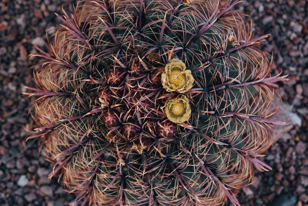 Top-down macro view of a barrel cactus with sharp spines and small yellow blooms at center.