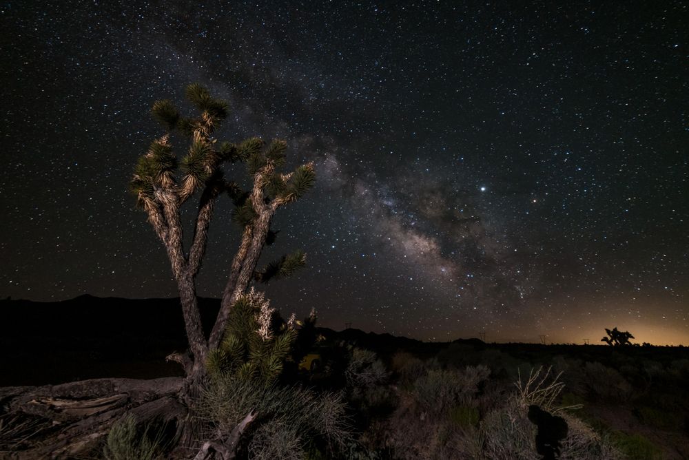 Joshua tree silhouetted against a stunning Milky Way galaxy in a dark desert night sky.