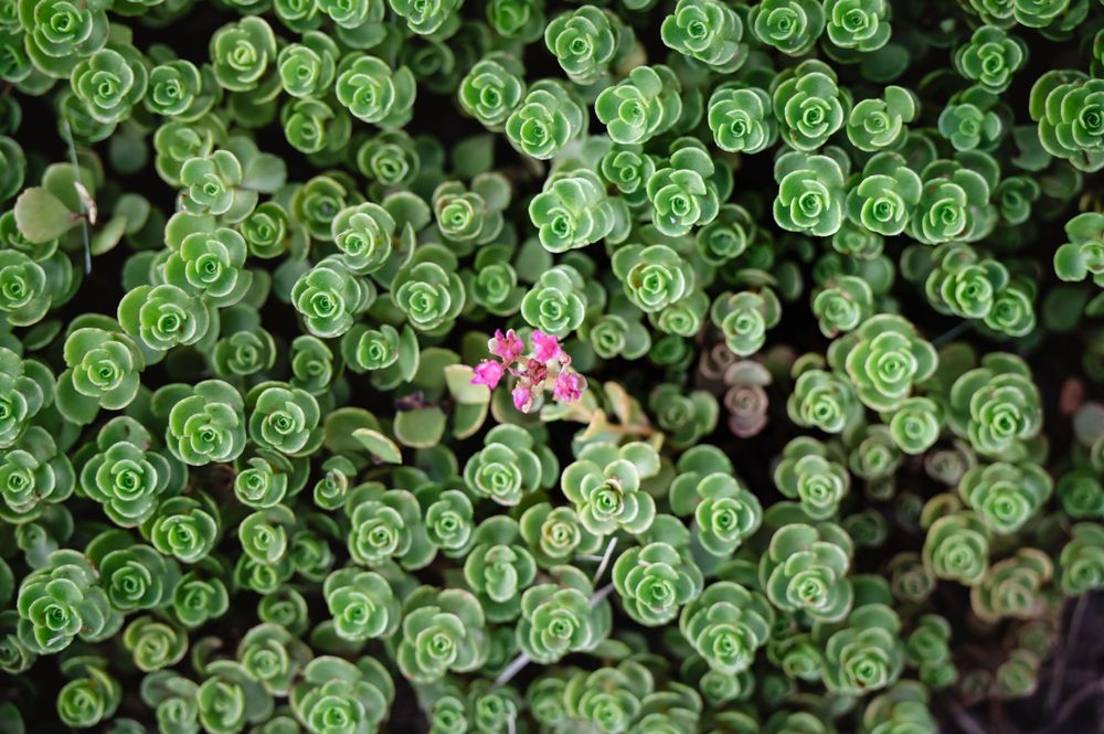 Close-up of dense green succulent rosettes with a single small pink flower blooming in the center.