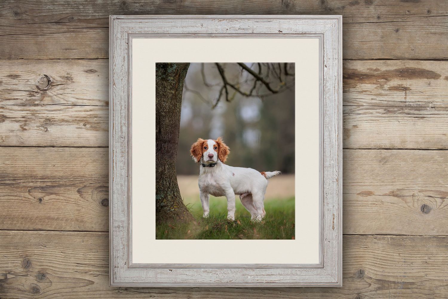 Framed portrait of Brittany Spaniel dog standing under tree branch.