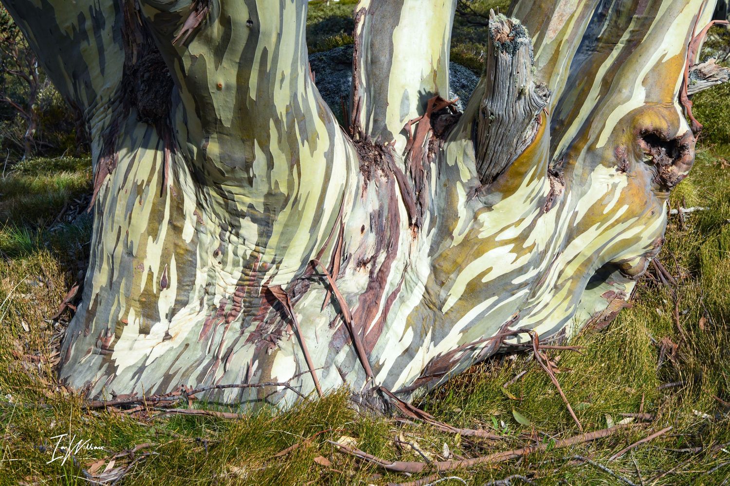 Snow gum
