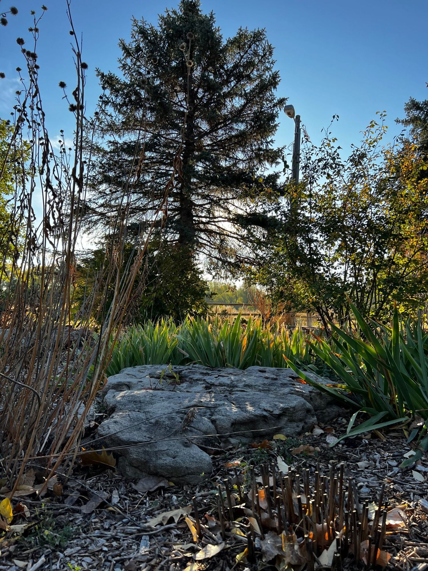 Greenery in a Lakewood park