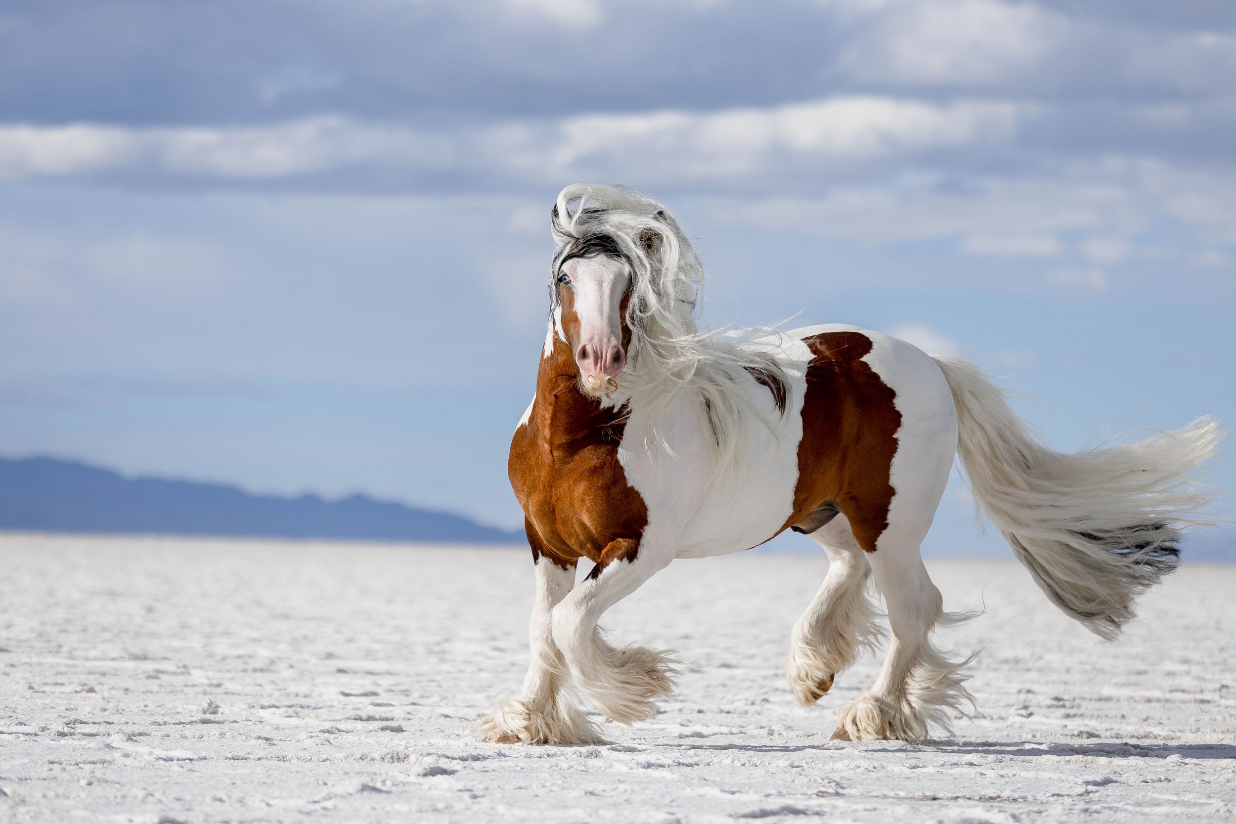 A majestic brown and white Gypsy Vanner horse with flowing mane trots across a vast white salt flat.