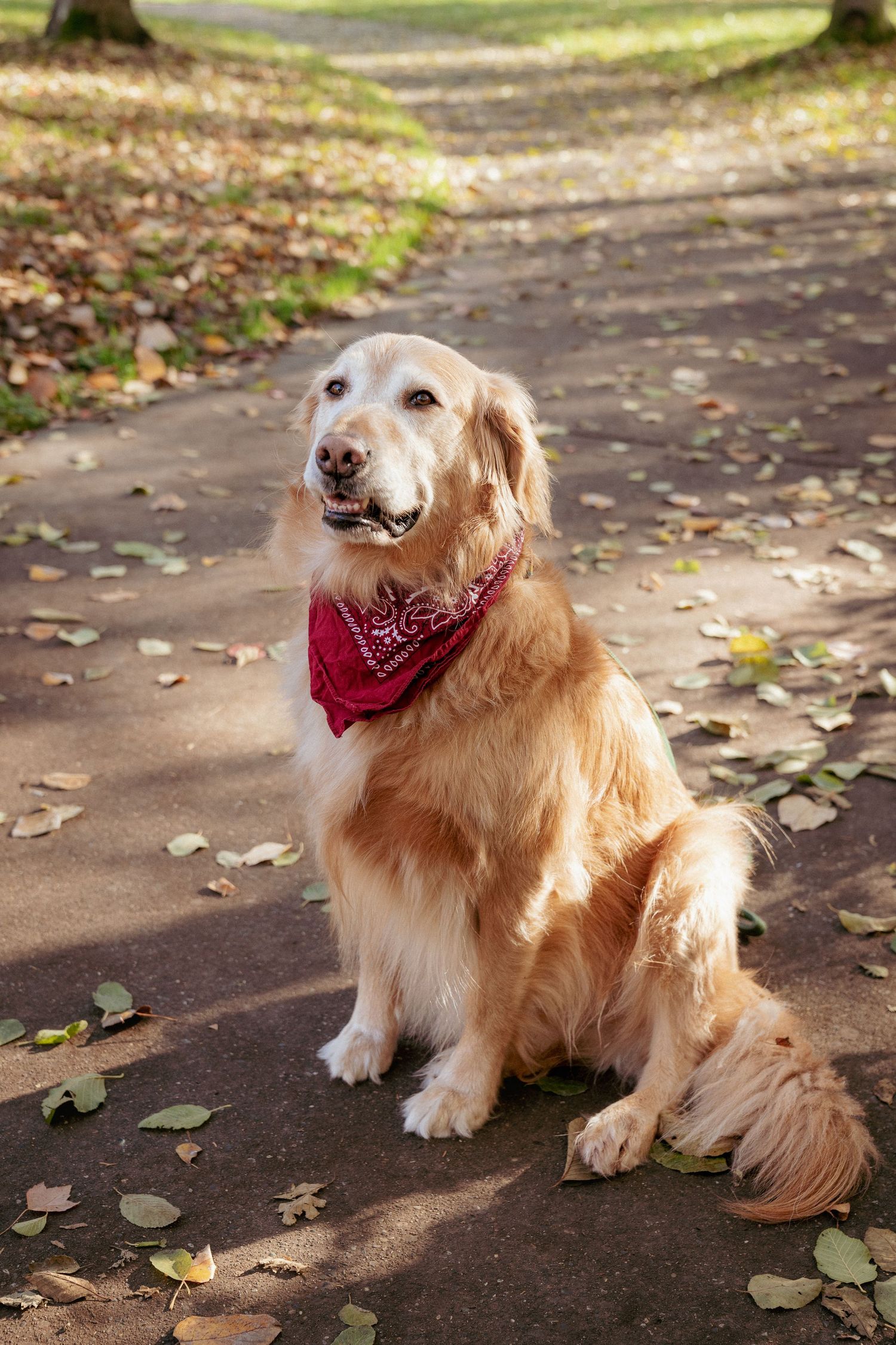 Golden retriever in red bandana sitting on leaf-covered path, Portland metro area pet photography.