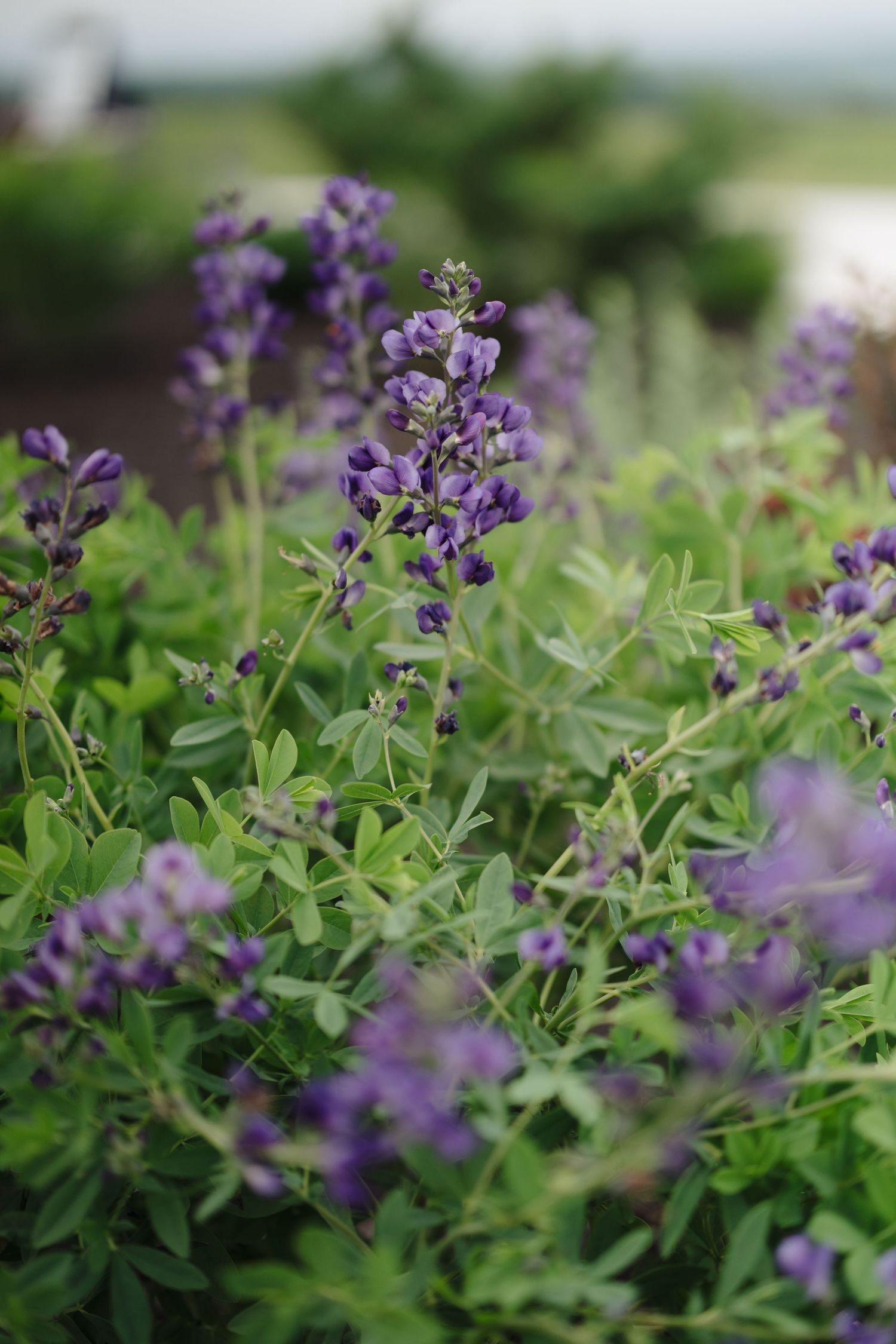 Purple wildflowers blooming in a lush green garden setting.