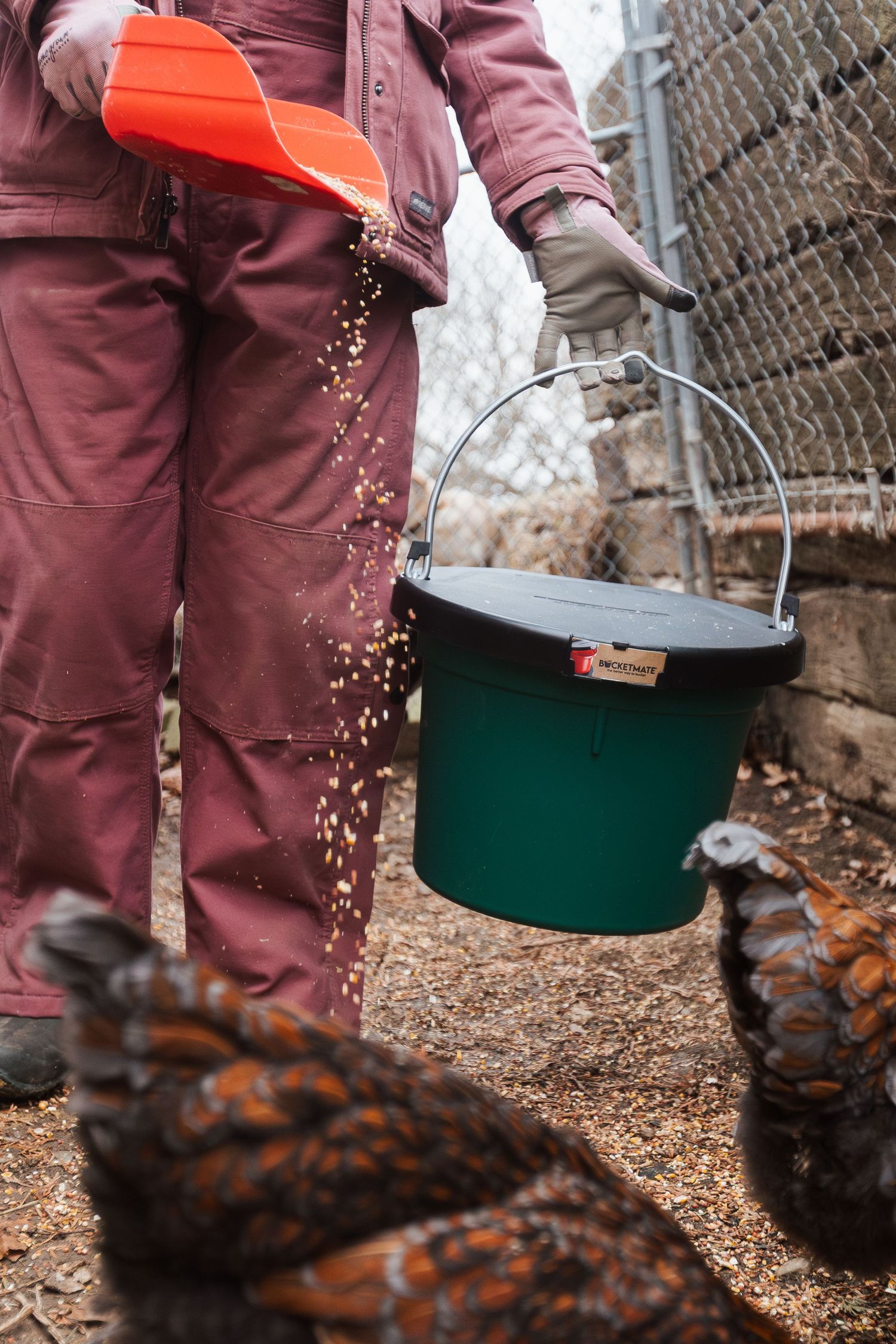 Person in burgundy clothing spreads feed from a green container while chickens gather below.