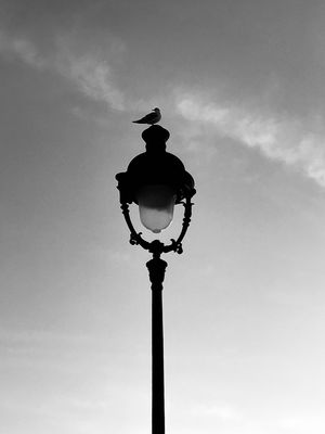 A pigeon seating on top of a city street lamp
