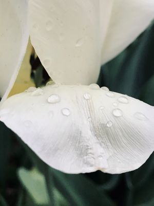 Close-up of a white tulip with raindrops on its petal