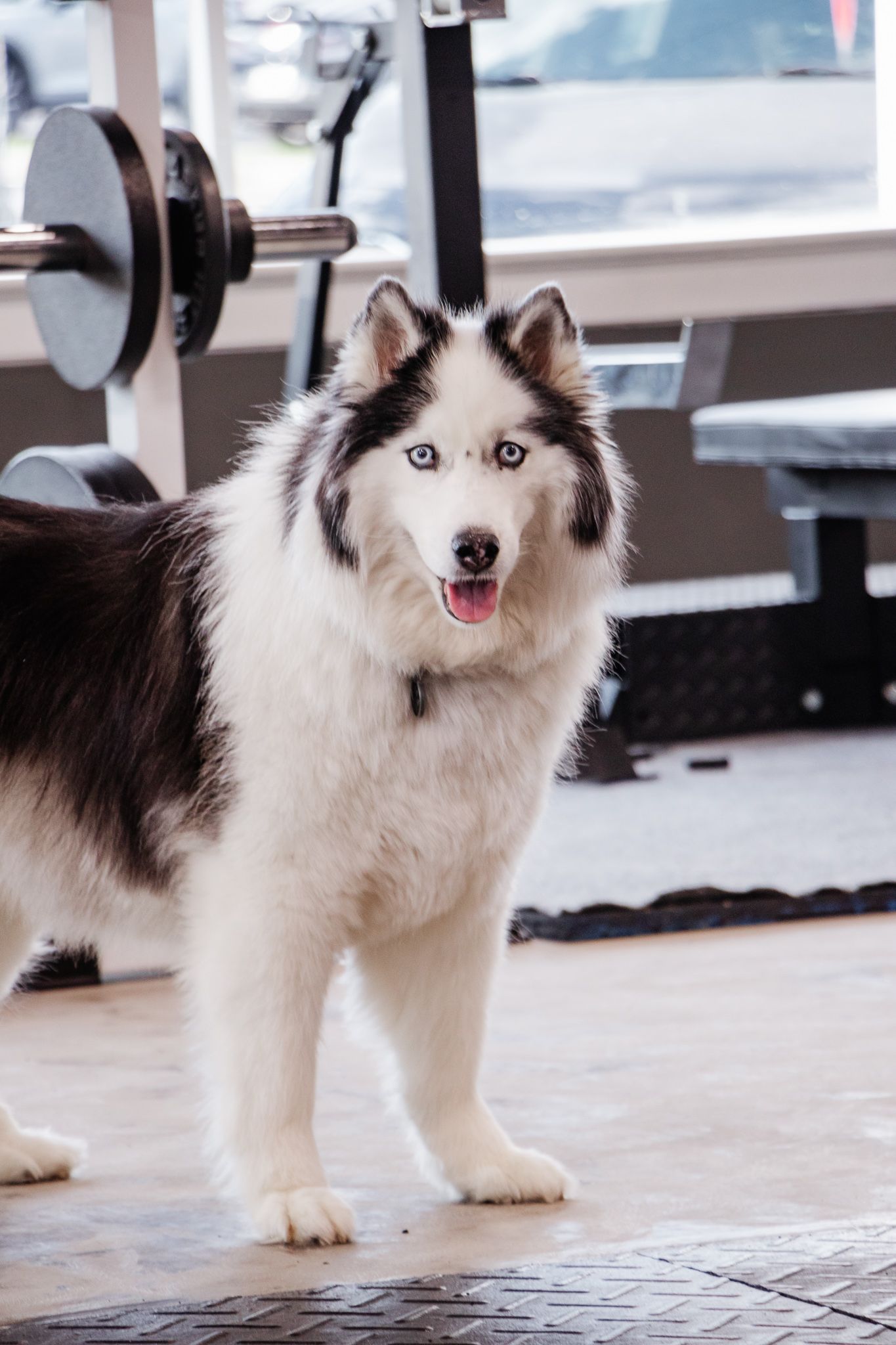 Fluffy black and white husky with blue eyes stands inside a gym, looking alert and happy near weightlifting equipment.