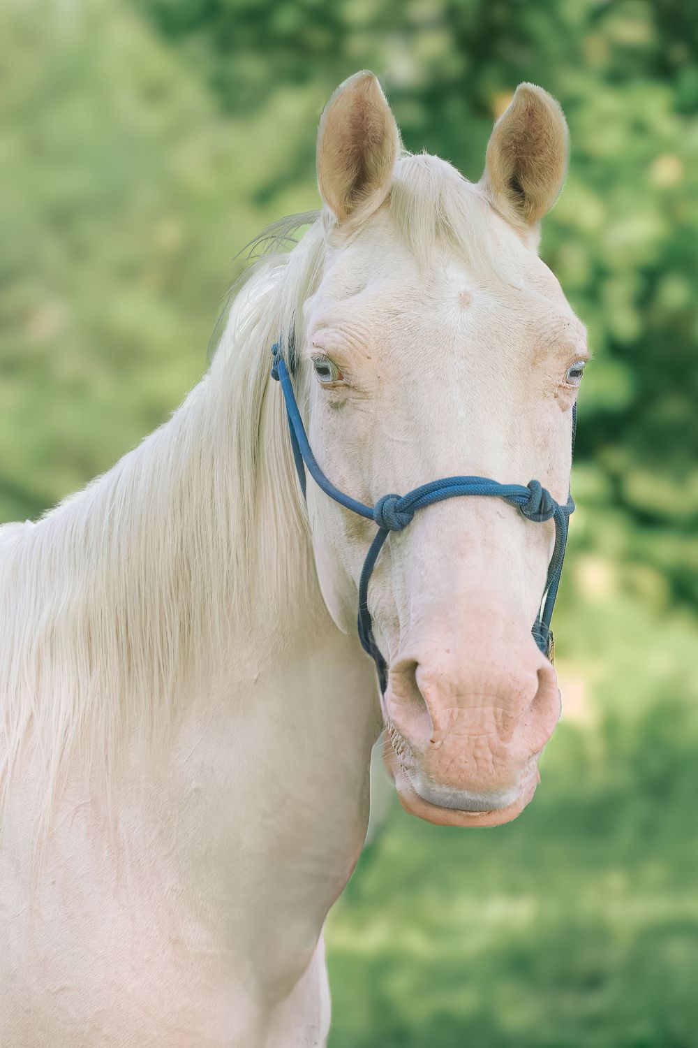 Professional Equine/Horse/Rodeo photography services from Pam Horn, photographer at Pawfect Moments Photography servicing Livingston, Texas