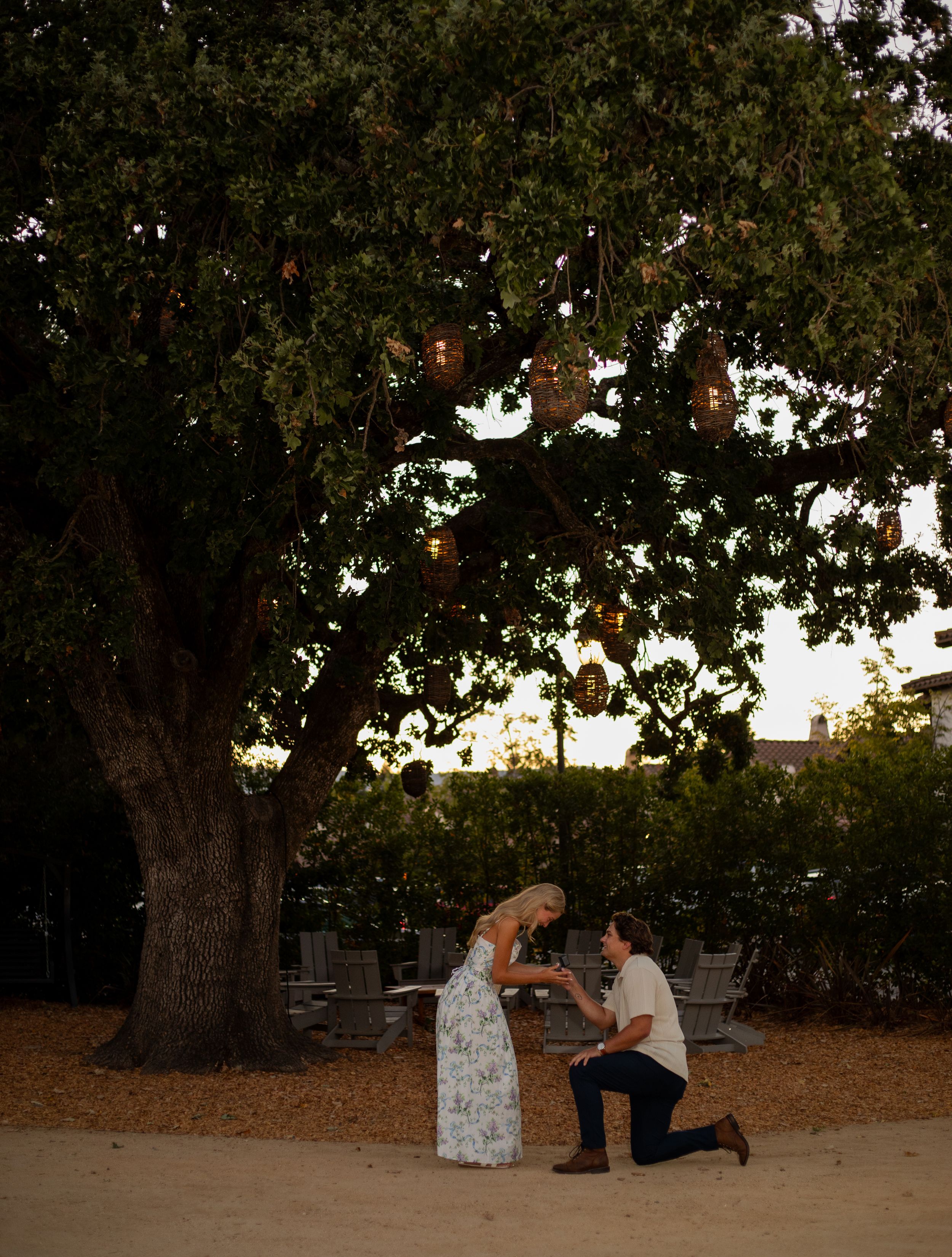 A romantic proposal scene under a large tree at sunset in a park setting.