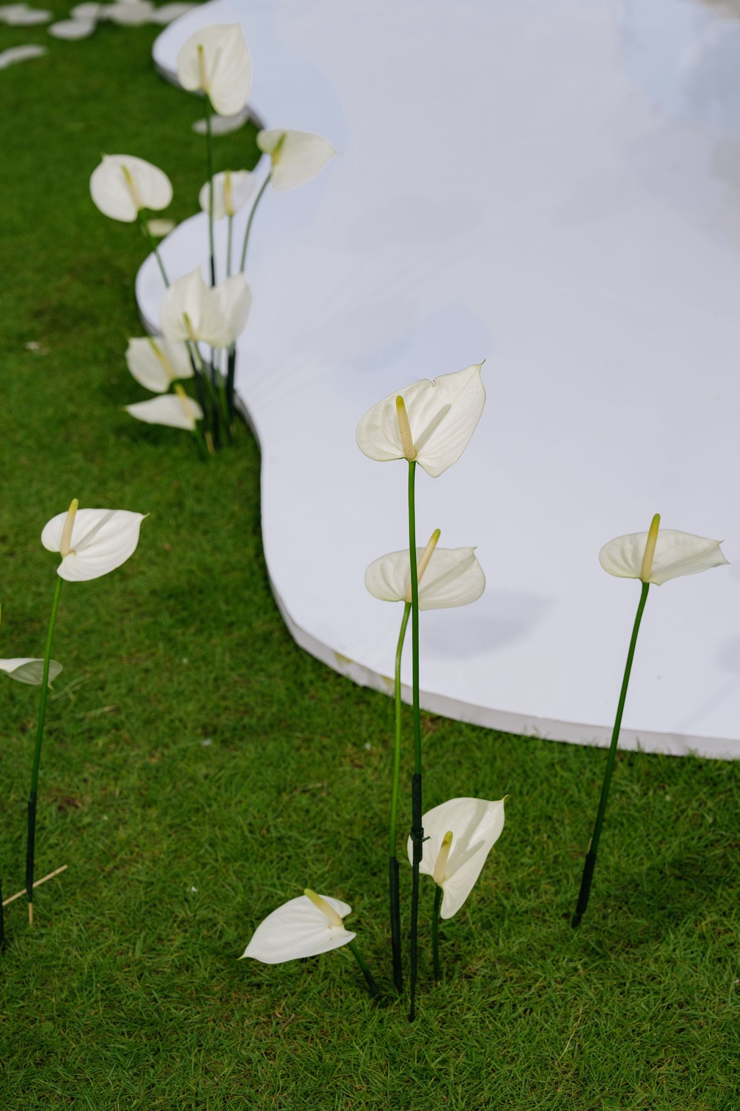 White anthurium flowers arranged on green grass alongside curved white wedding ceremony aisle.