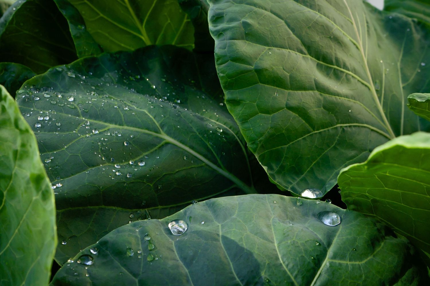 Water droplets glisten on fresh green brussel sprout leaves in a garden after rainfall or morning dew.