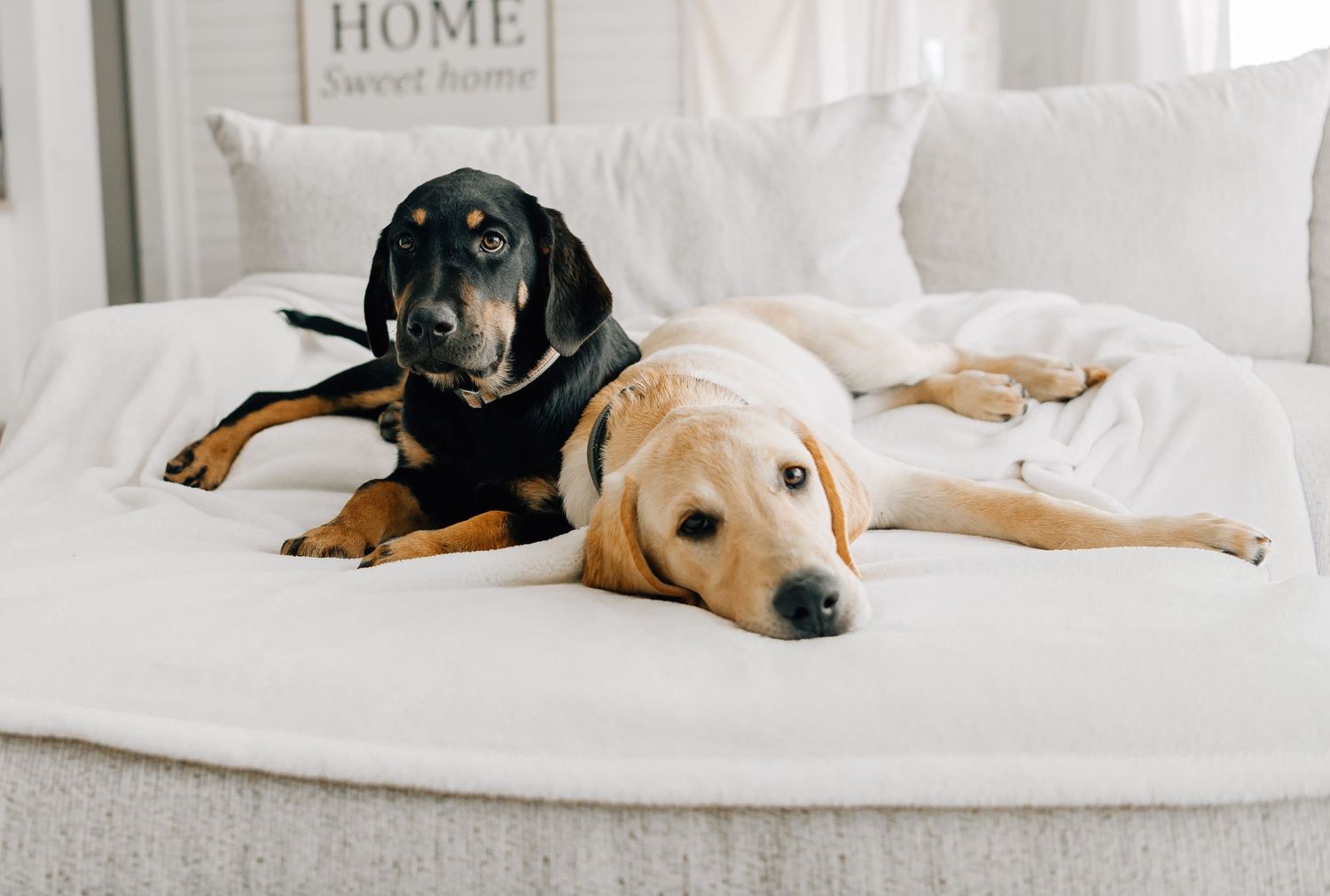 Two dogs, a black and tan hound and a yellow Labrador, resting together on a white bed indoors.