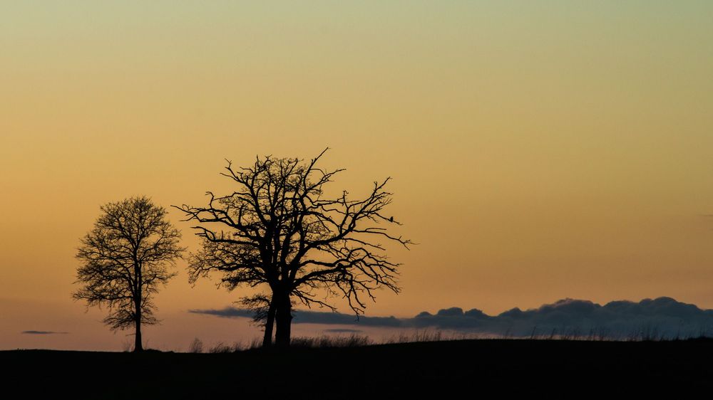 A six-panel panoramic silhouette of a lone tree against orange and yellow sunset sky with mountain backdrop.