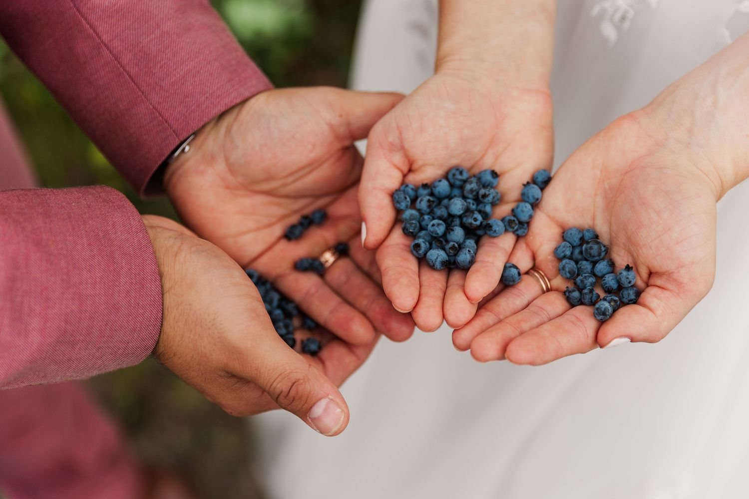 Hands cupping fresh wild blueberries outdoors in natural lighting.