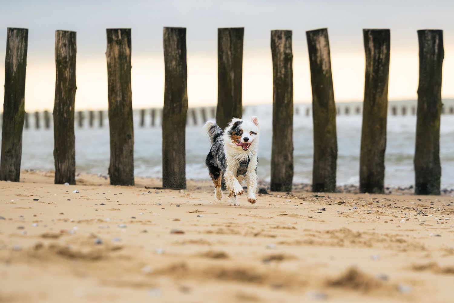 Chien berger australien courant sur le sable sur la Côte d'Opale, Hauts-de-France