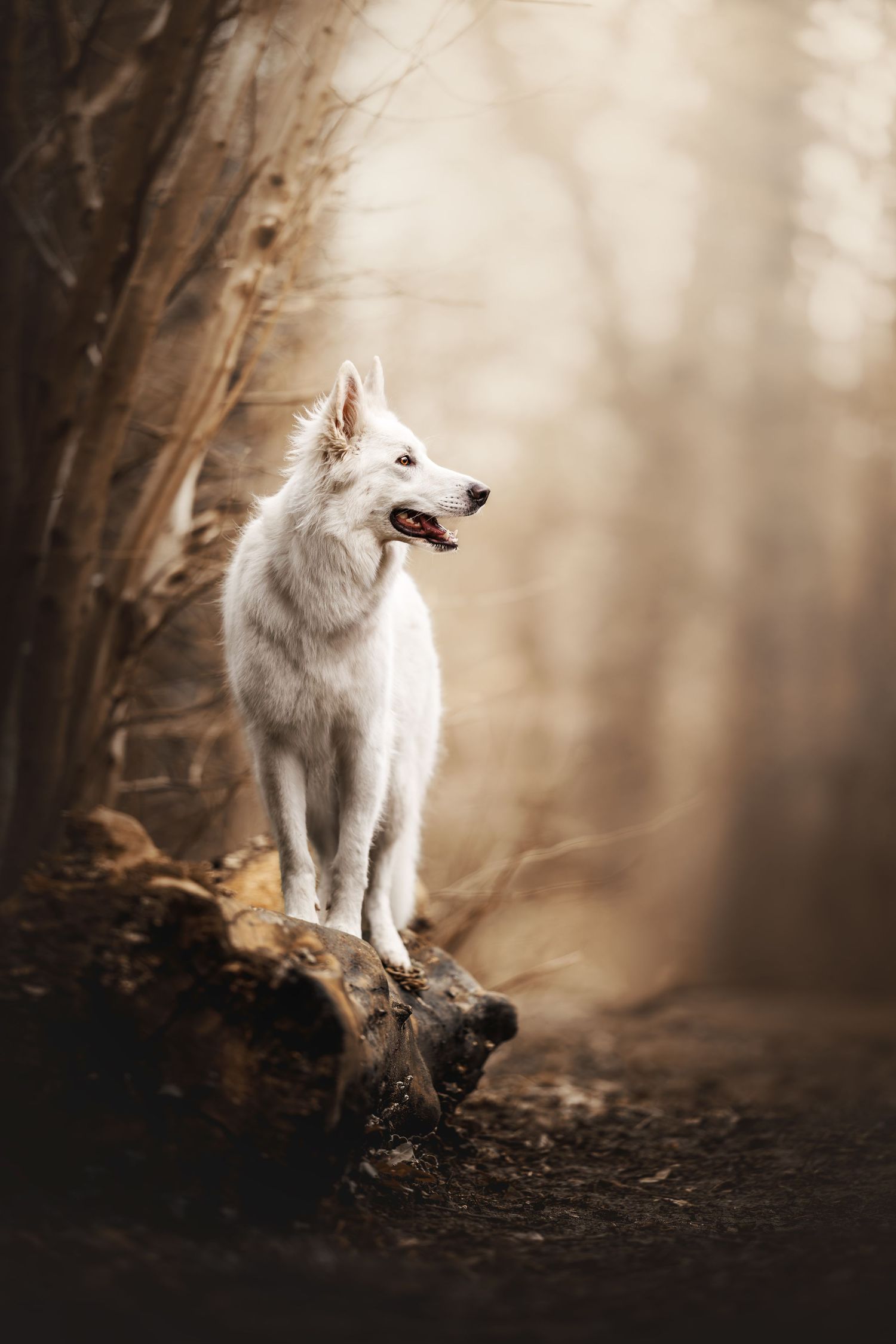 White wolf standing majestically on a log in a misty autumn forest.