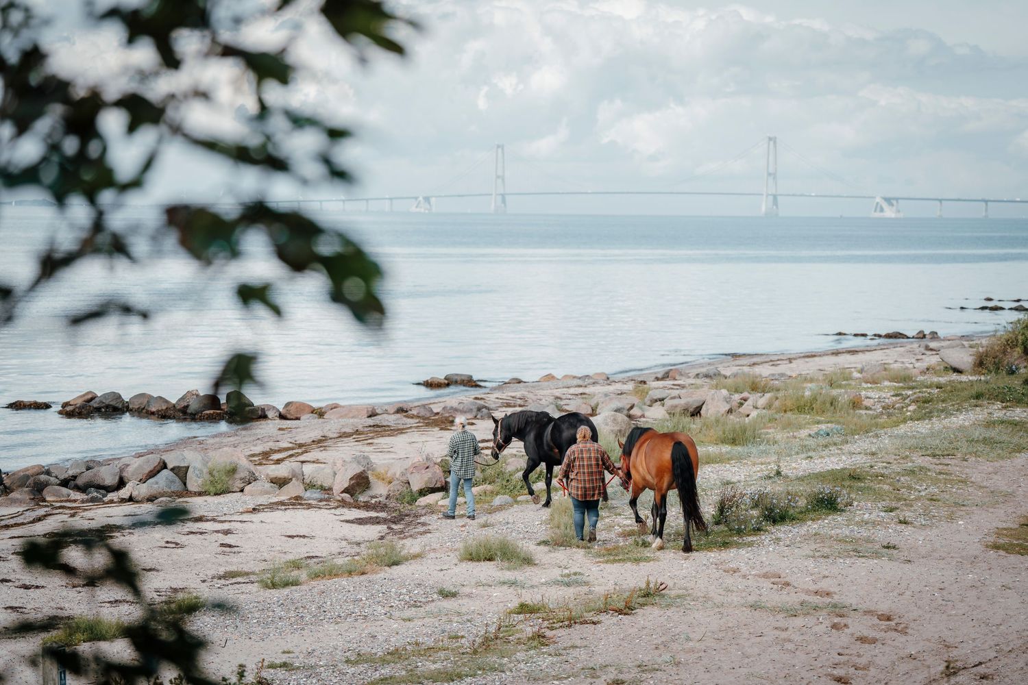 Three horses grazing along a rocky coastal shoreline with calm waters and distant mountains in the background.