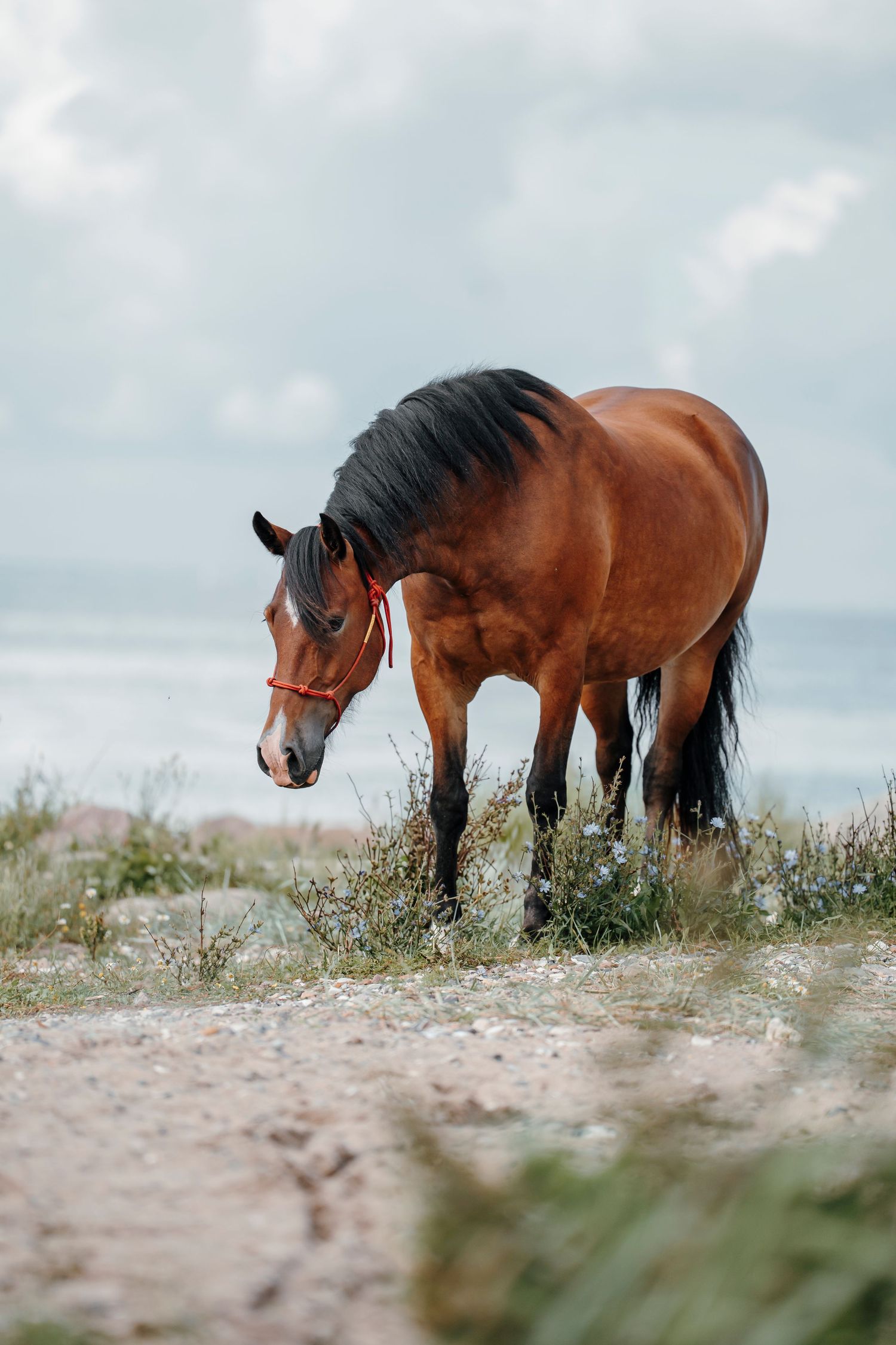 A majestic bay horse with black mane grazes among coastal wildflowers against a cloudy sky.