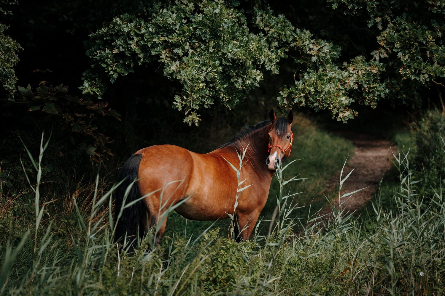 A chestnut horse stands in tall grass against a backdrop of green trees and foliage.