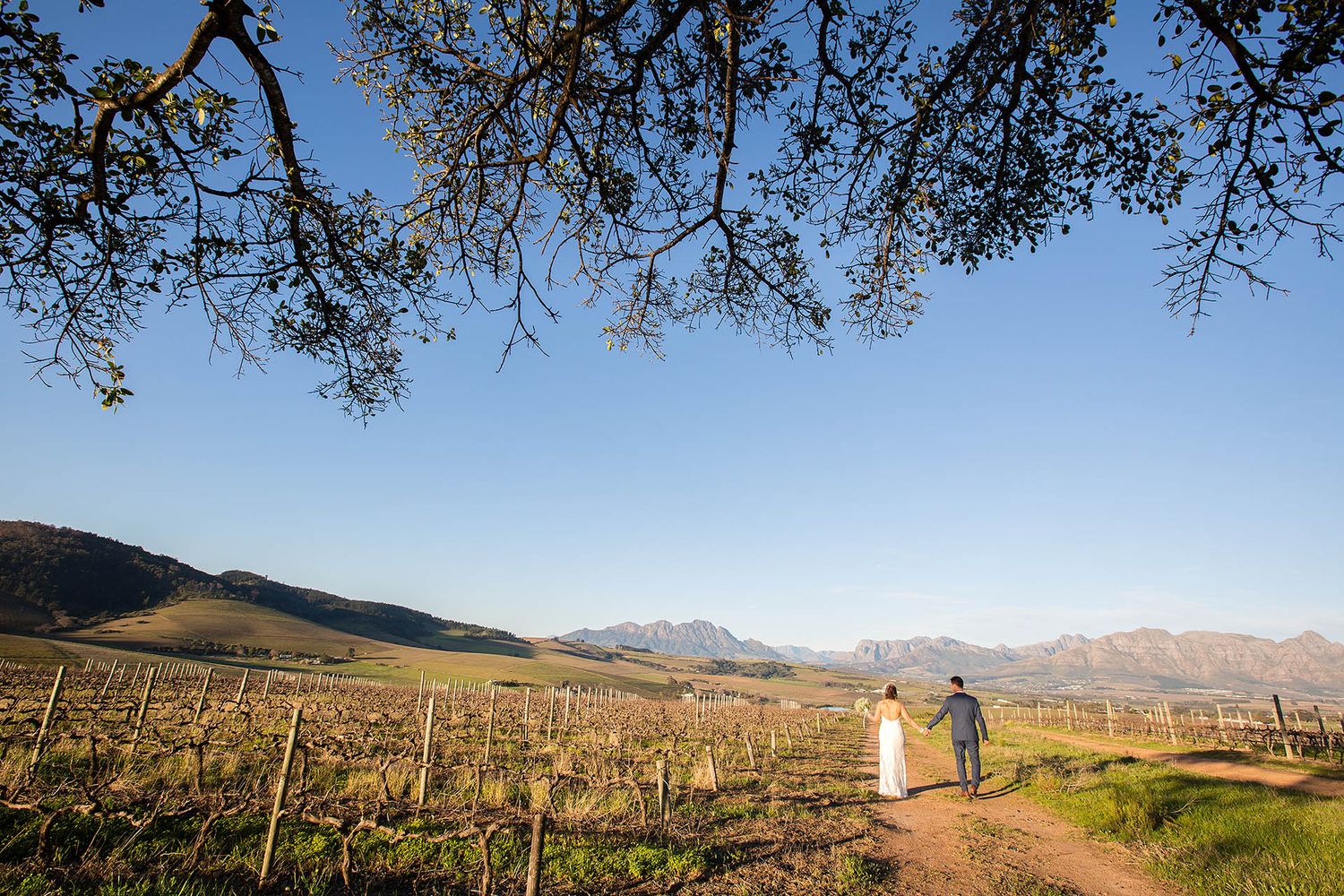 Bridal couple holding hands, strolling through Melbourne vineyards.