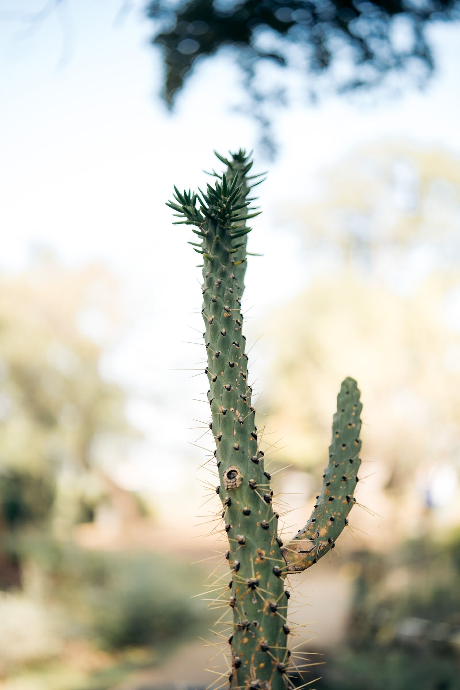 Cactus du circuit botanique du Parc du château de Valmy au-dessus d'Argelès-sur-Mer