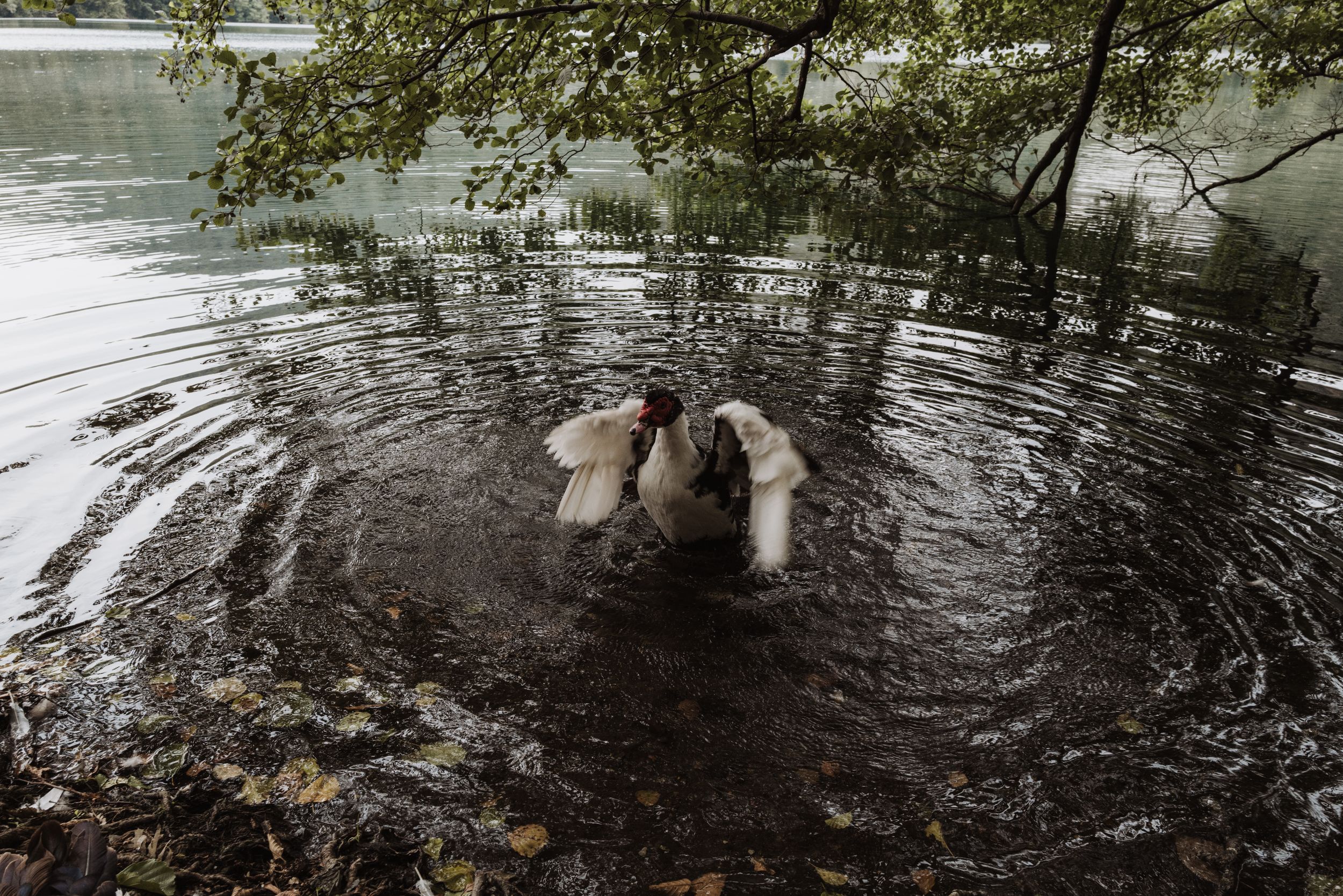 Two white swans swim together making ripples in a dark lake under overhanging tree branches.