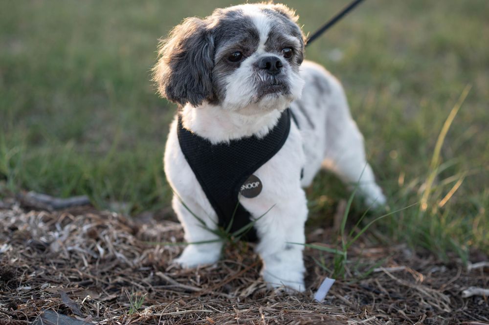 Small black and white Shih Tzu dog wearing a dark harness stands on dirt ground in outdoor lighting.