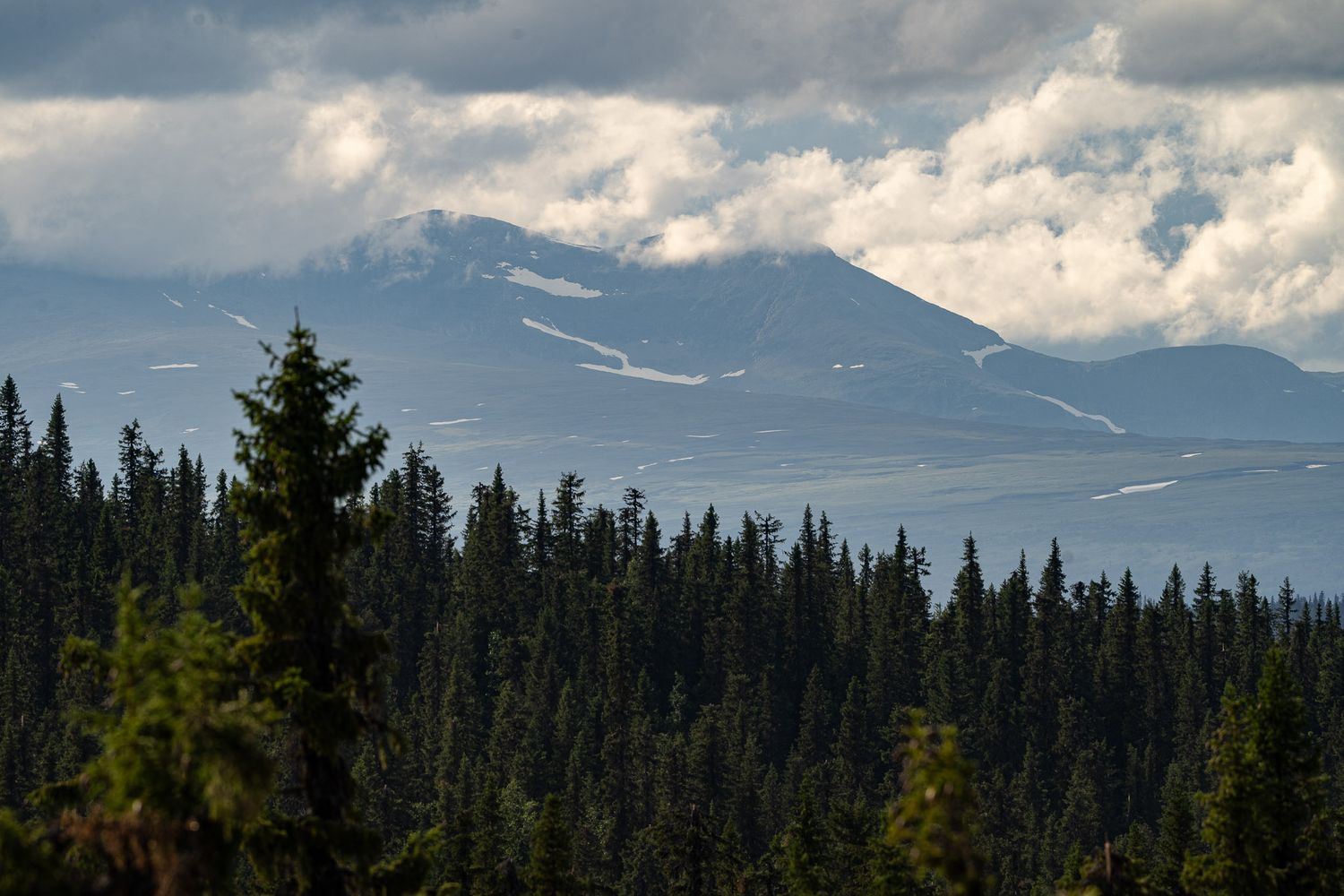 skov og et bjerg i nordnorge, stor dybdeskarphed