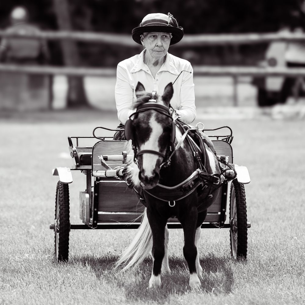 A mini horse pony pulling a cart in a driving horse show agricultural fair photographed by Hold Your Horses Equestrian Photography