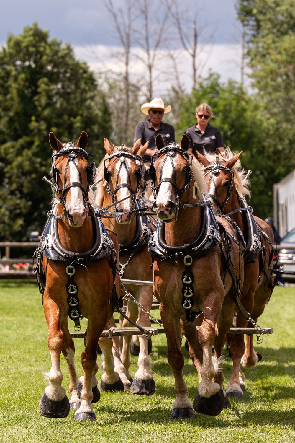 Draft horses Belgians pulling a cart in a driving horse show agricultural fair photographed by Hold Your Horses Equestrian Photography