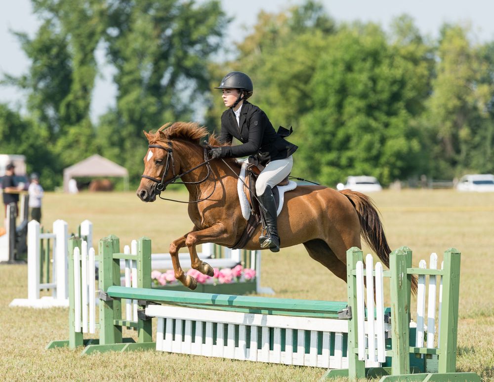 Hunter jumper pony and rider photo