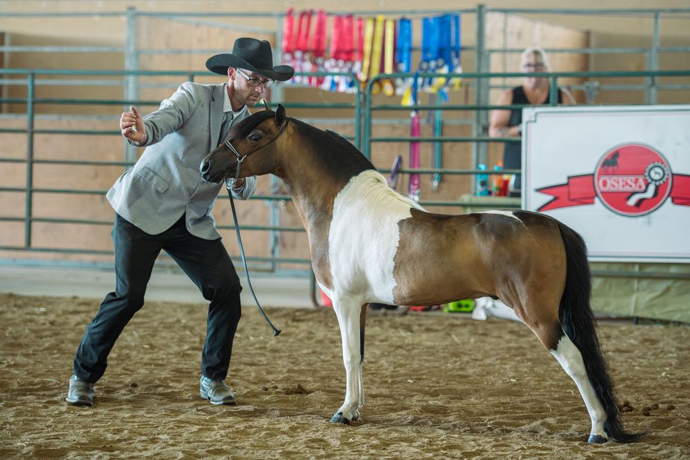 Mini horse photo and handler