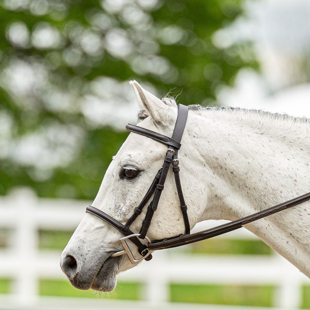 Hunter jumper pony in bridle photo