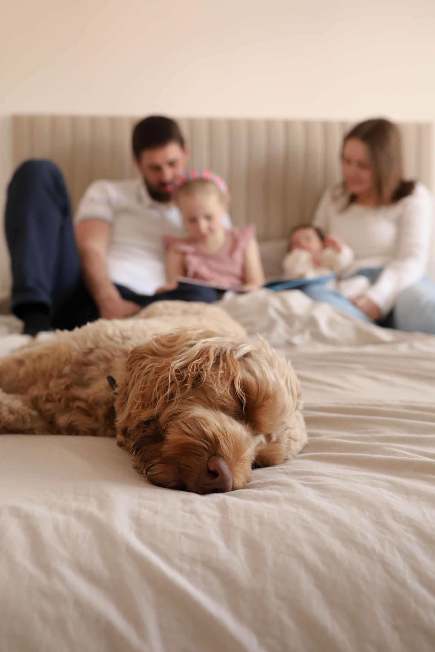 Goldendoodle dog sleeping peacefully on bed while family relaxes together in background.