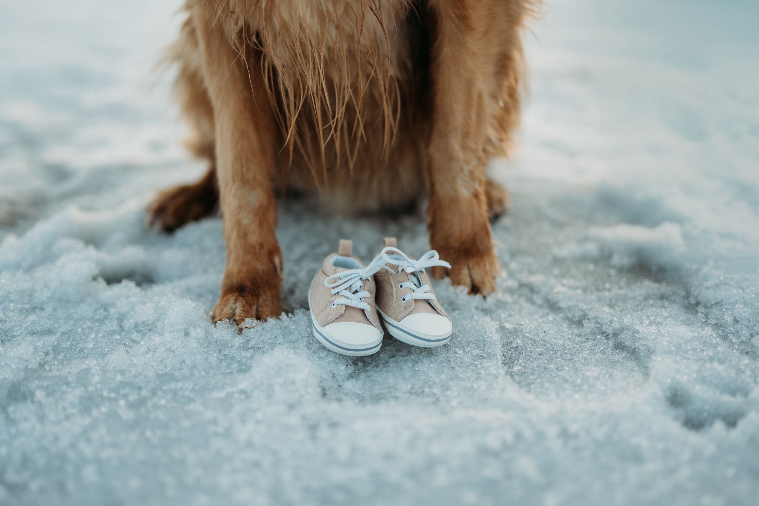Golden dog paws stand beside tiny baby shoes on snowy ground in a creative pregnancy announcement photo. Fort McMurray Photographer