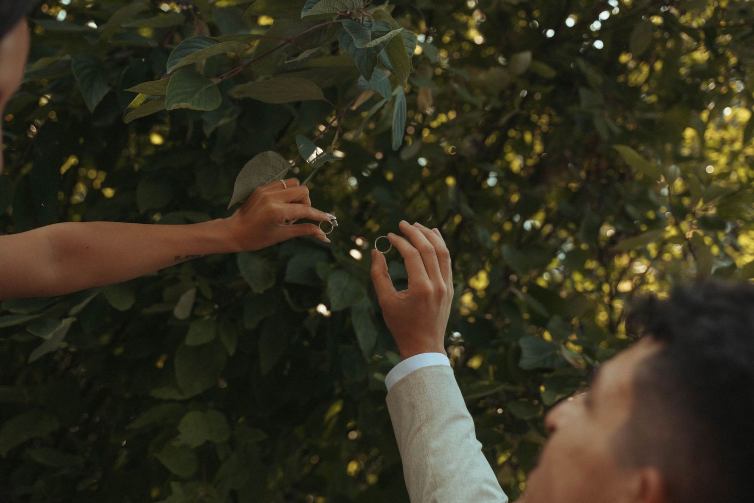Two people picking ripe avocados from a lush green avocado tree in an outdoor orchard setting.