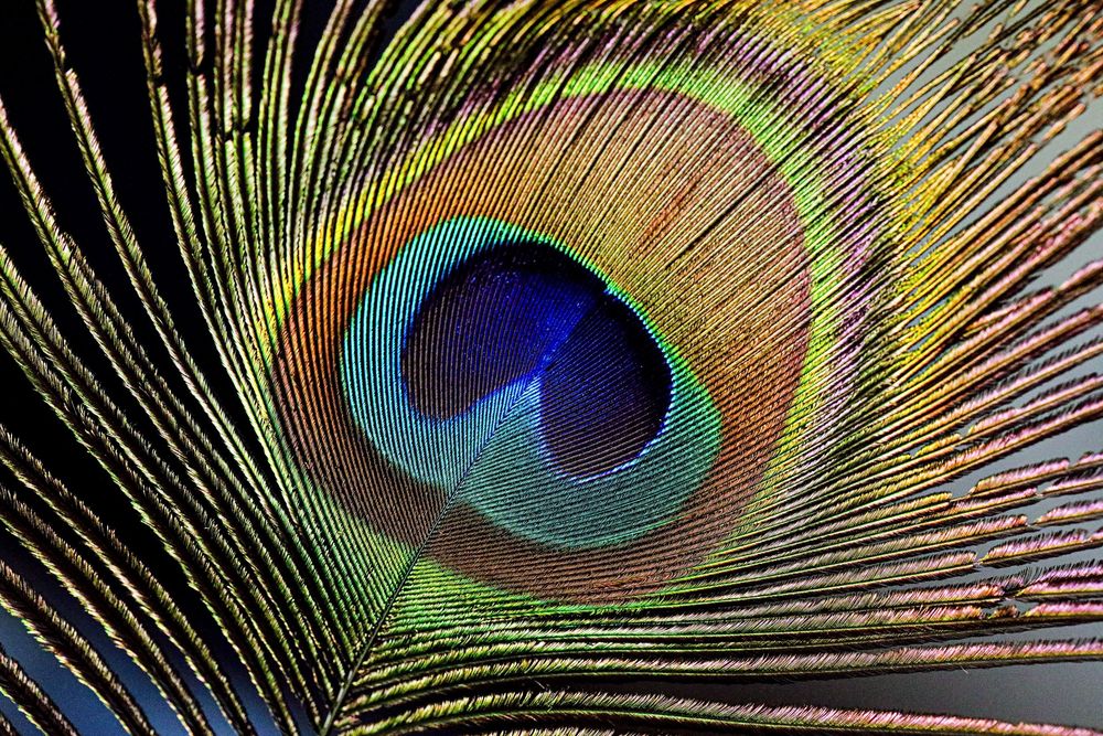 A vibrant peacock feather displays an iridescent blue and green eye pattern against dark radiating barbs.