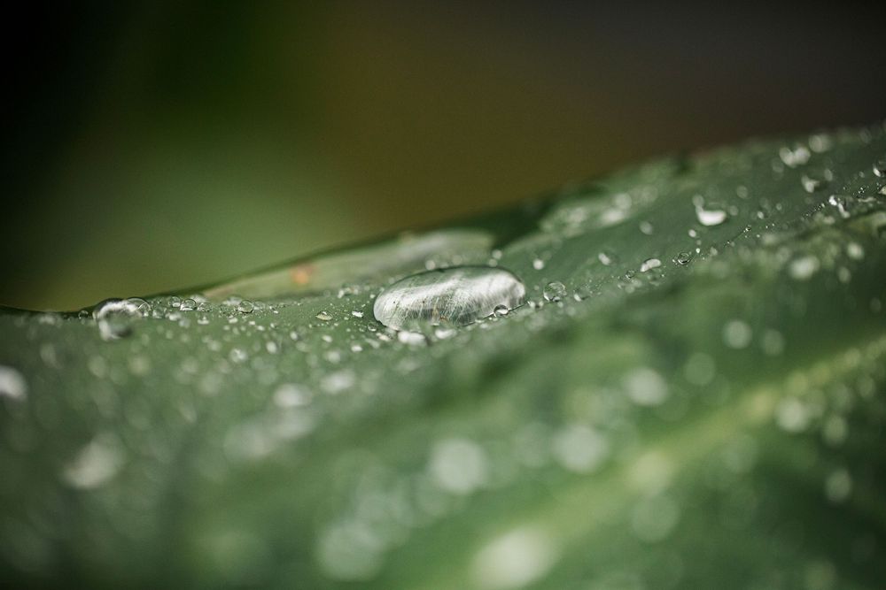 Water droplets rest on a dark green leaf surface in macro photography with shallow depth of field.