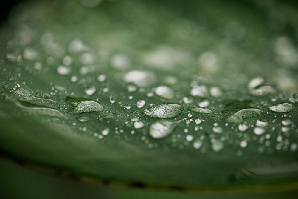 Water droplets cling to a green leaf surface creating a beautiful macro photography effect with bokeh background.