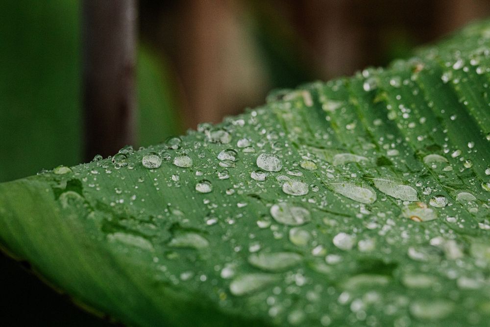 Fresh green leaves with glistening water droplets after rainfall creating a natural refreshing scene.