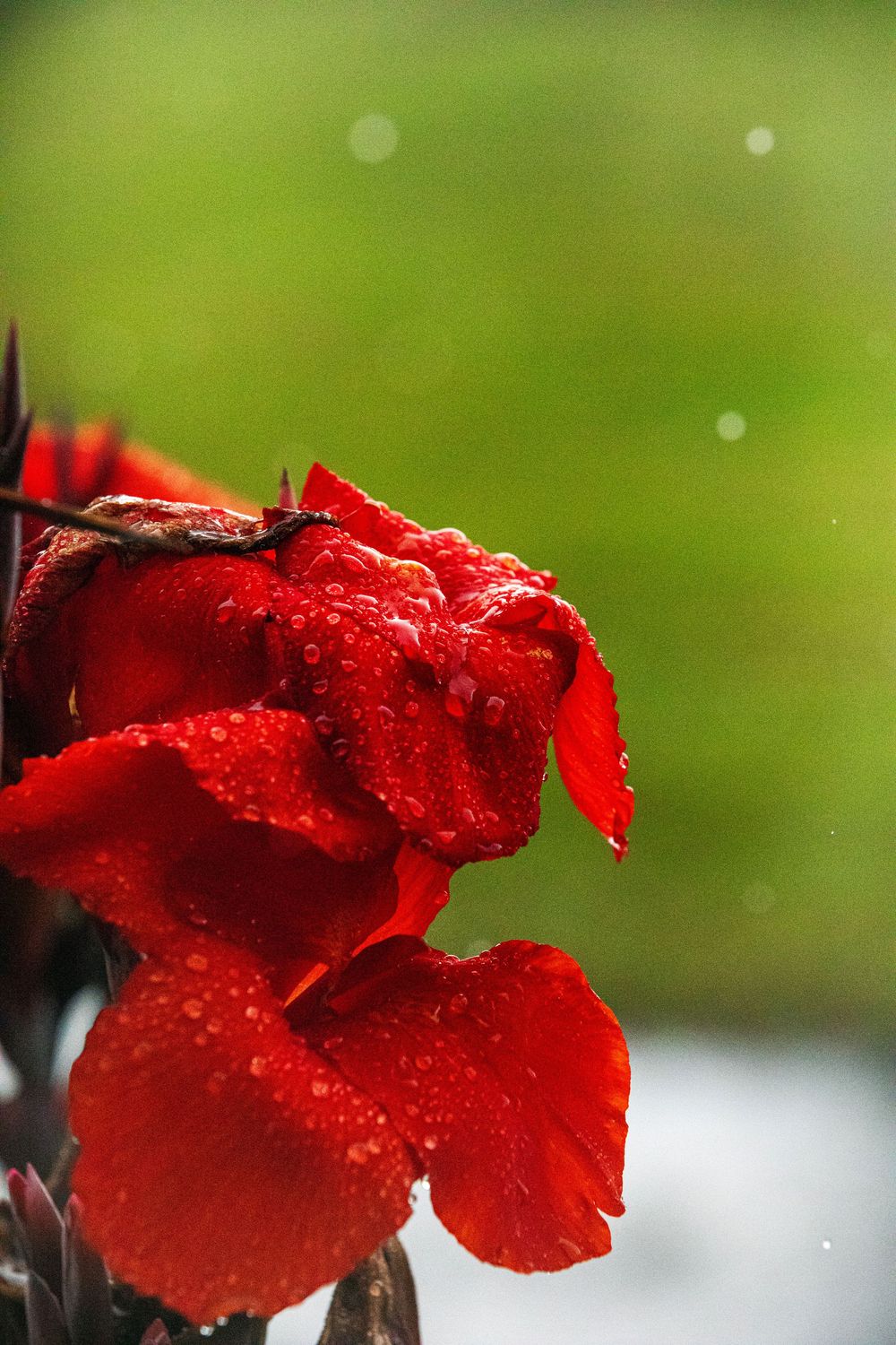 Close-up view of vibrant red canna lily petals covered in morning dew against a blurred green background.