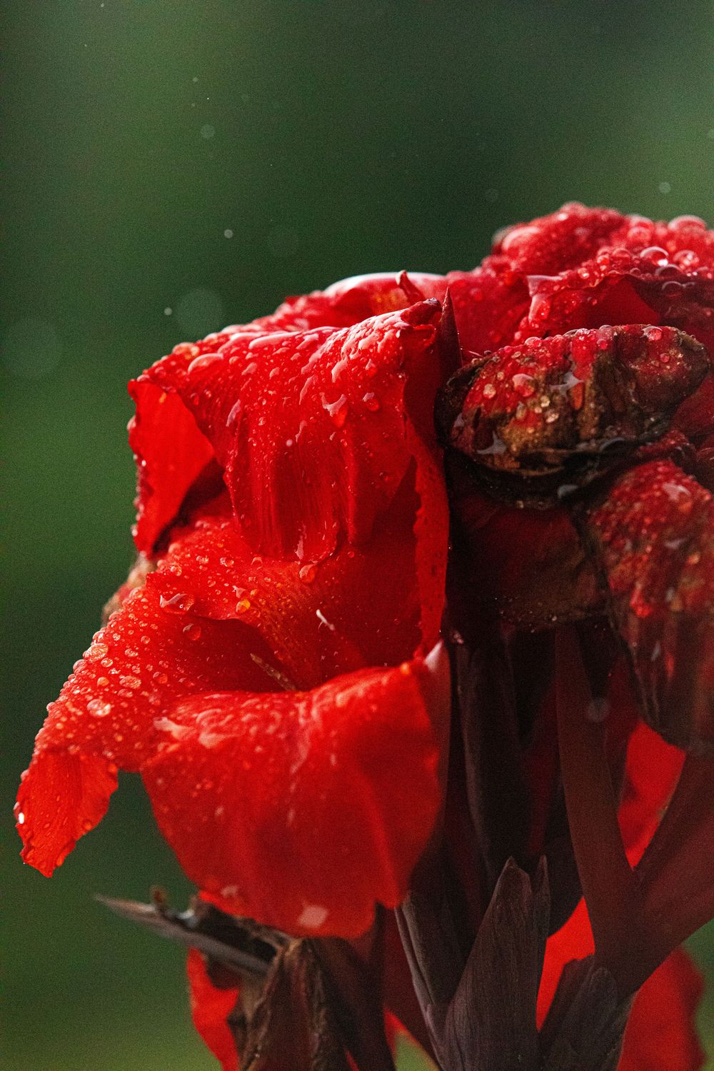 Close-up of a vibrant red canna lily flower petals covered in water droplets against a dark green background.