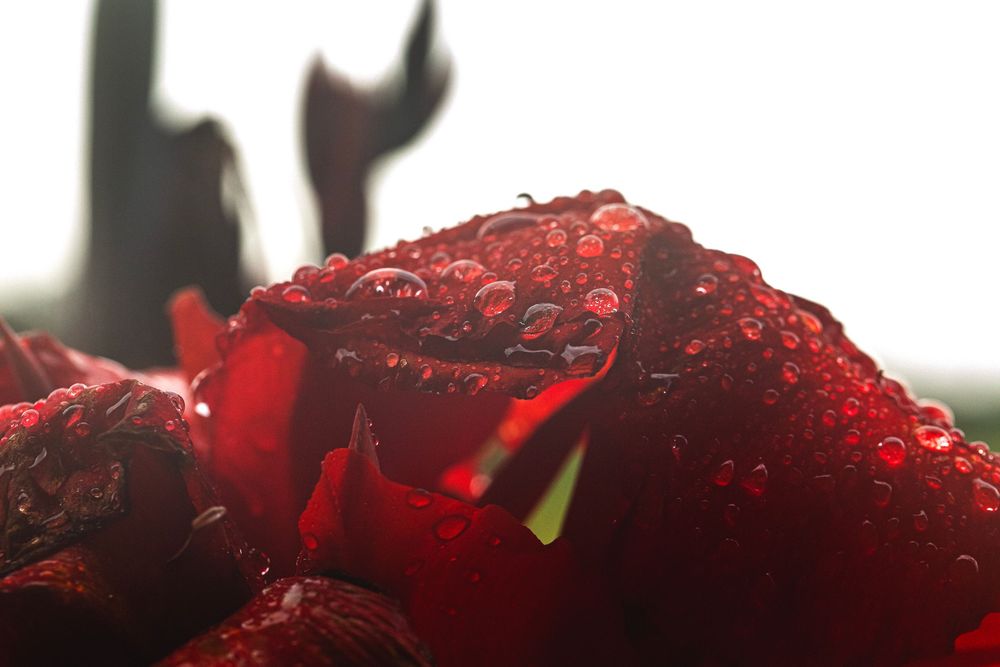 Close-up macro shot of wet red rose petals covered in water droplets with dramatic lighting.