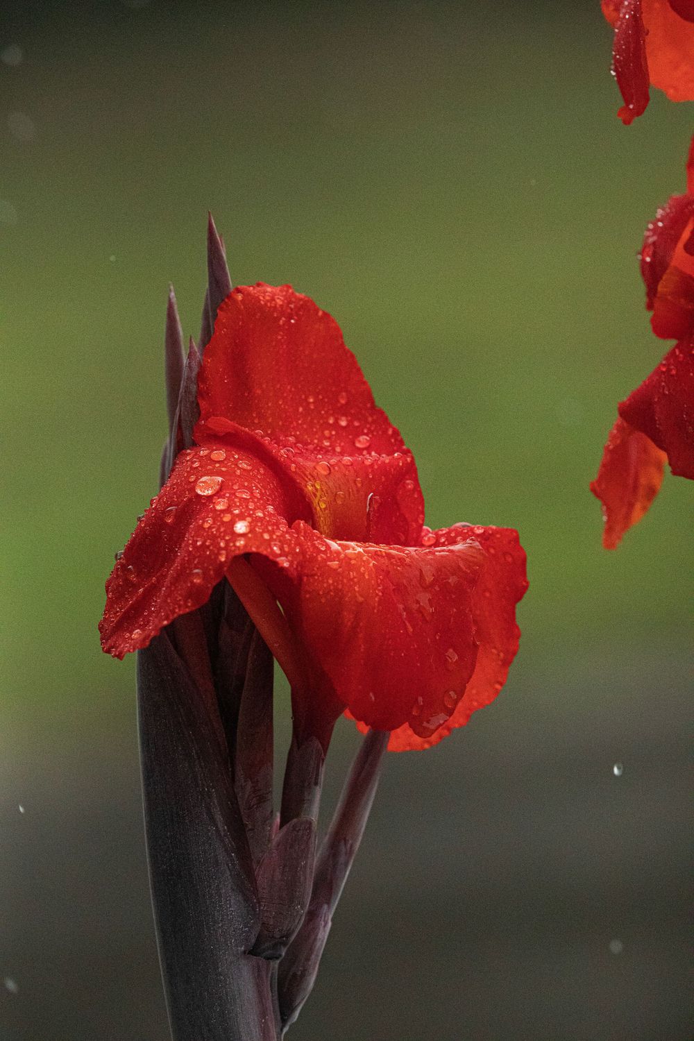 Red canna lily petals with water droplets against a soft green background in macro view.