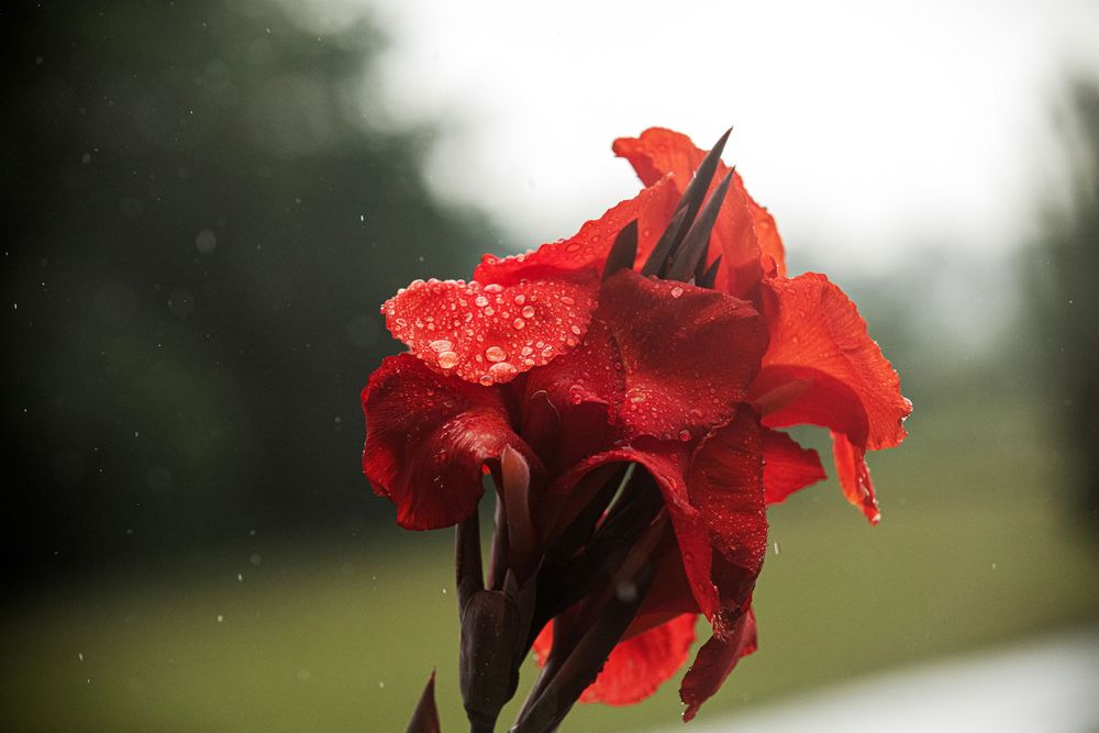 A vibrant red canna lily flower with water droplets blooms against a soft blurred background.